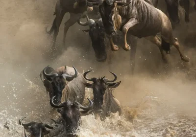 migracion